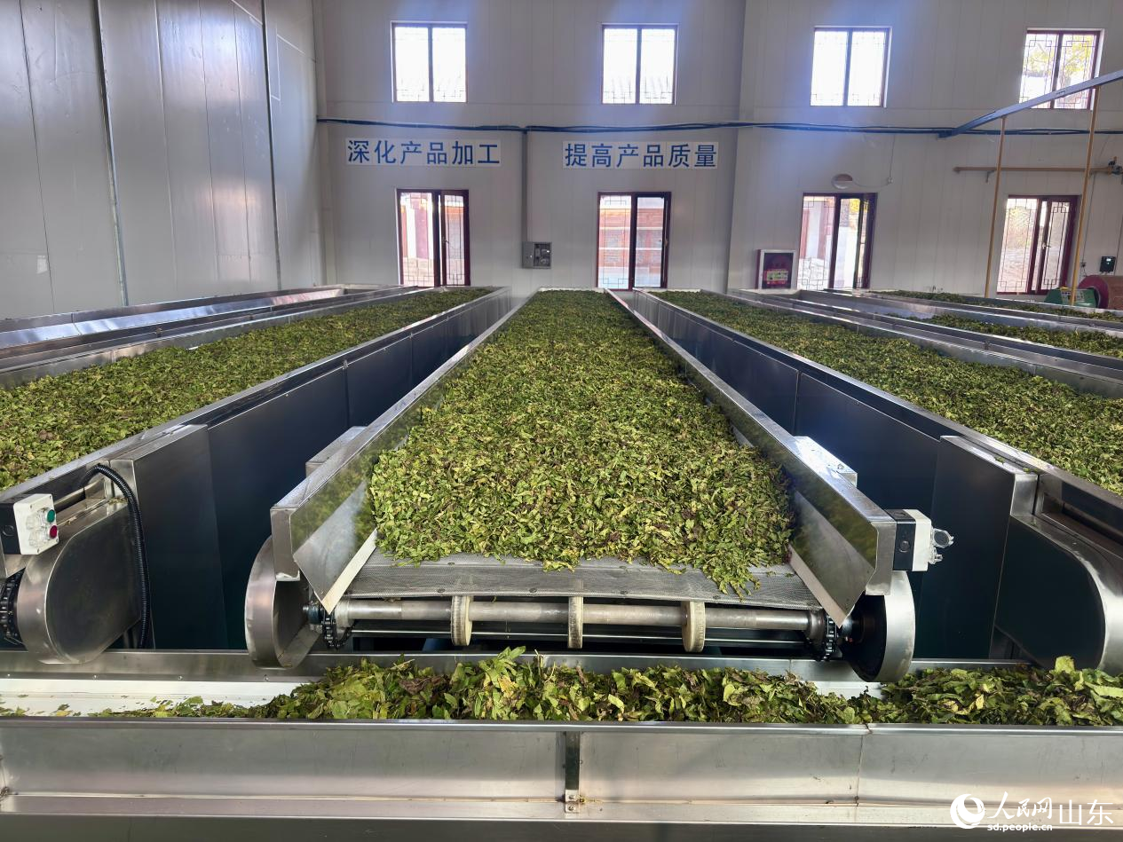 霜桑葉茶加工。人民網(wǎng) 鄭昕橋攝