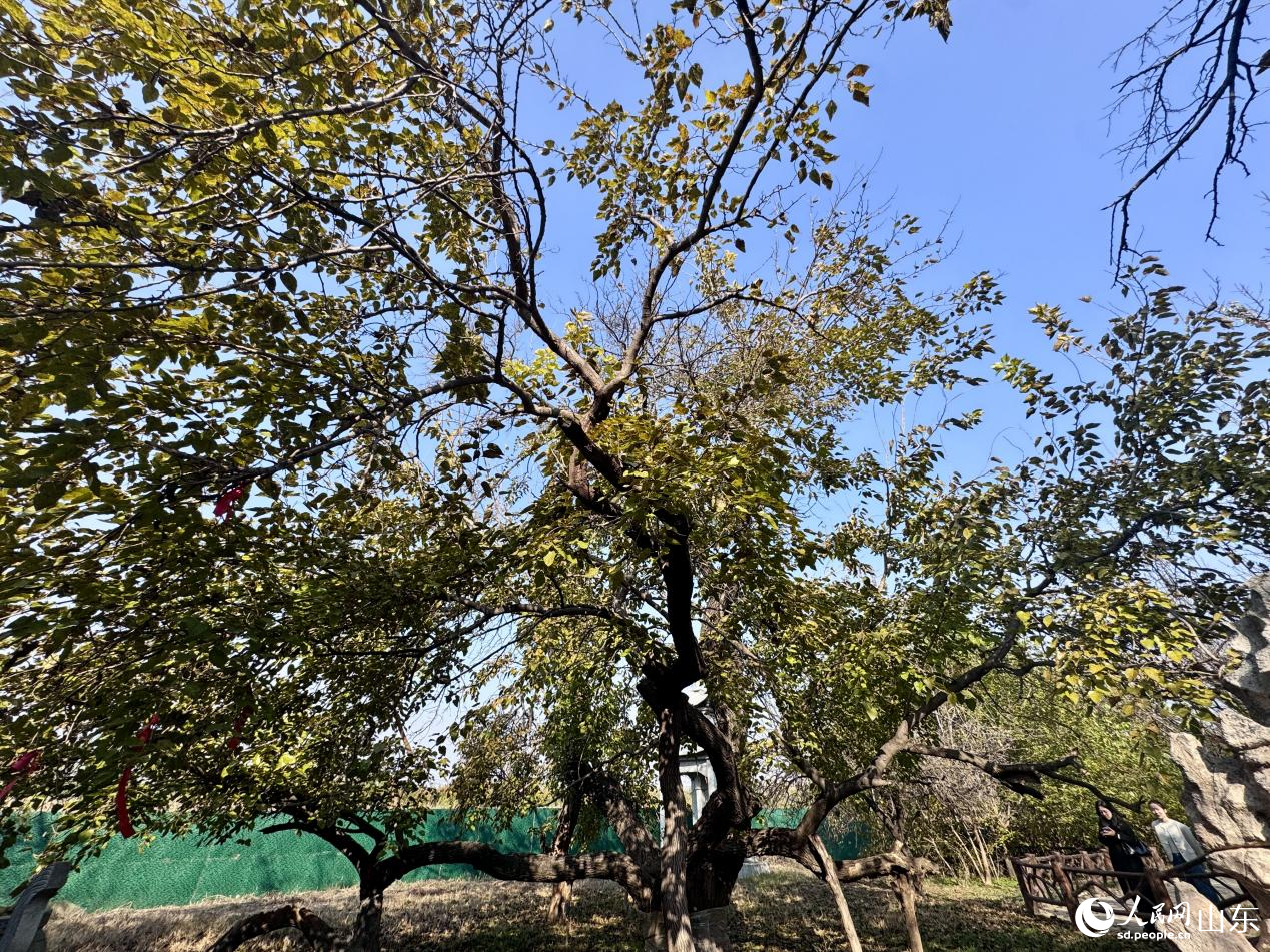 黃河故道森林公園內(nèi)樹(shù)齡1500余年的椹樹(shù)王。人民網(wǎng) 鄭昕橋攝